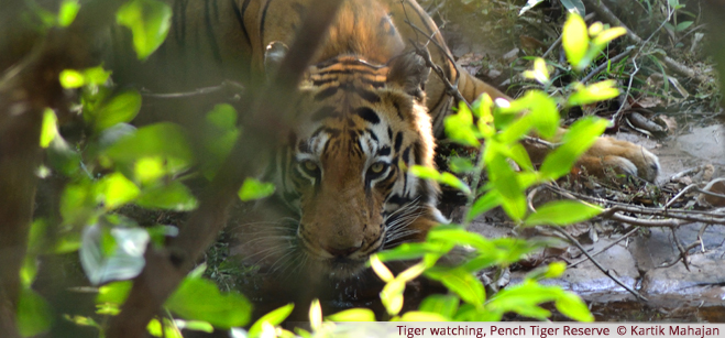 Tiger watching, Pench Tiger Reserve  - Kartik Mahajan 