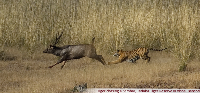 Tiger chasing a Sambar, Tadoba Tiger Reserve - Vishal Bansod